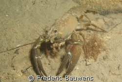 crayfish in Annecy lake,40m,5°C. by Frederic Bauwens 